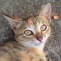我有猫头像