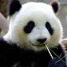 阿丹本尊的个人资料头像