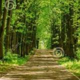 林荫大道89头像