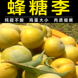 冯哥蜂糖李头像