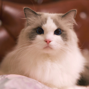 ElliottNing的个人资料头像