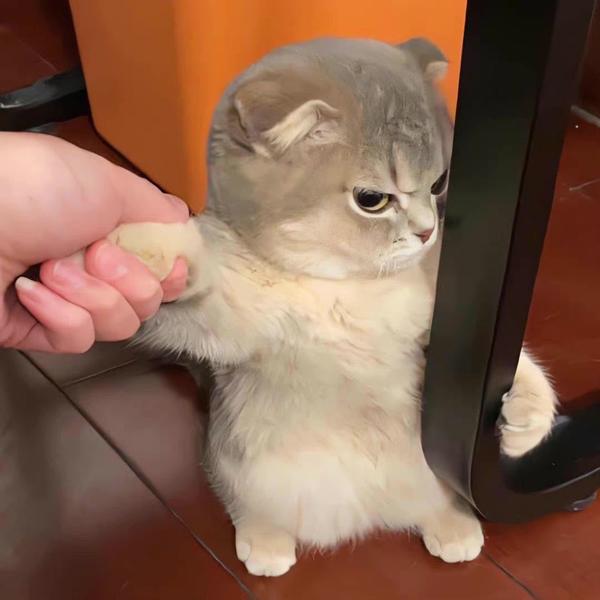 来自汪星的一只喵头像