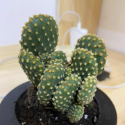 MiraclesHed的个人资料头像