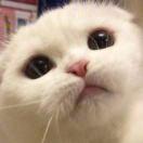 Ayako的个人资料头像