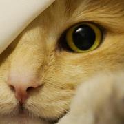 默言静诺的个人资料头像