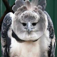 小柿子甄好头像