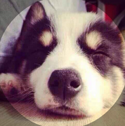 whsse2017的个人资料头像