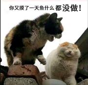 掉鱼的英蓝的个人资料头像