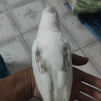 宠物养殖才哥头像