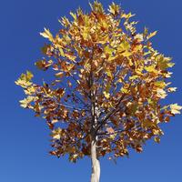 青春无关123头像