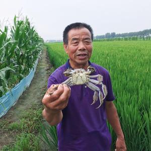 盘锦稻田蟹大叔头像
