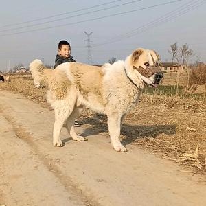 陕西四哥中亚猛犬头像