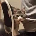 你tm犯法了你知道嘛头像