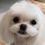 神犬奶片头像