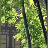 悠闲竹语头像