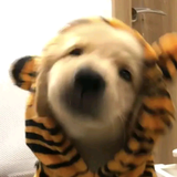 iryou头像