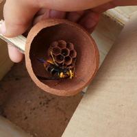 云南楚雄胡蜂头像