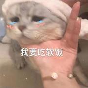 没见过这么困的脑子的个人资料头像