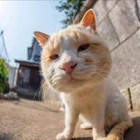 lris8812头像