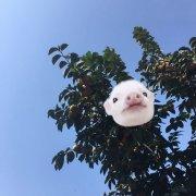 clavicle小骨鱼的个人资料头像