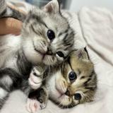 克里夫是只猫头像