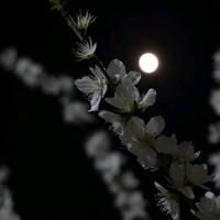 老酒馆里的丶猫头像