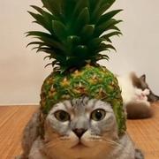 ffxixslh的个人资料头像