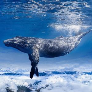 毛毛哥的动物视界头像