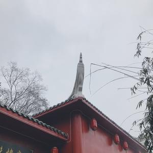 一只快乐的粉色小熊头像