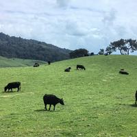 馒头压扁就是饼86头像