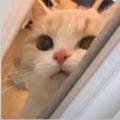 看有傻狗520头像