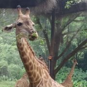 性感长颈鹿的个人资料头像