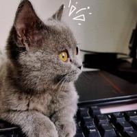 我的猫叫哆哆头像