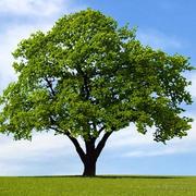 我是一棵树的个人资料头像