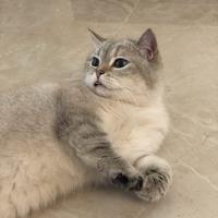 牧羊人披星戴月头像