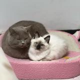 洛贝and瑶妹头像