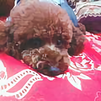 杰杰的三狗生活头像