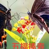 睿智宇宙lV头像