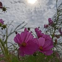 如梦令之令头像