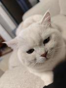 踩着瓦片的猫的个人资料头像