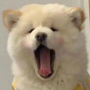 用户1763169801255的个人资料头像