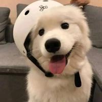 开奔驰的叔叔会上树头像