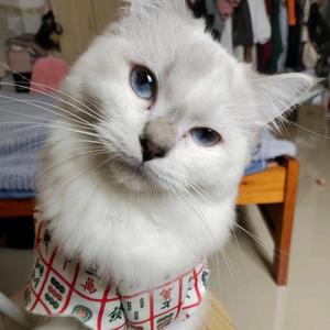 前面的胖子头像