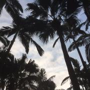 梓树林的个人资料头像