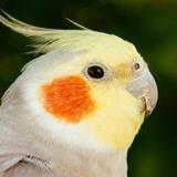 山居秋暝qop头像