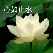 星丨客的个人资料头像