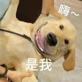 紧张的小母牛头像
