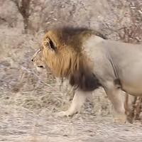 神秘荷叶hK2头像