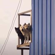 七苡翁的个人资料头像