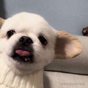 chyenne的个人资料头像